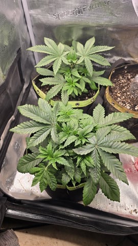 Blueberry Swirl — vegetative, day 22