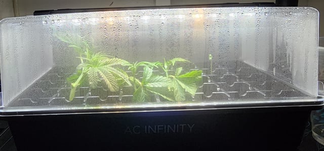 1st grow Dr. Nefario — vegetative, day 38