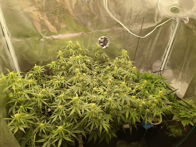 first grow — flower, day 40