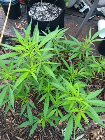 More Of The Garden  — grow_setup, day 2