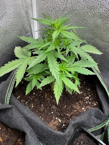 Pineapple Express F1 — vegetative, day 17