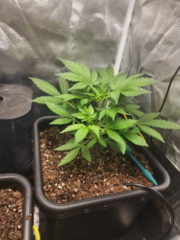 420 Fastbuds — flower, day 3
