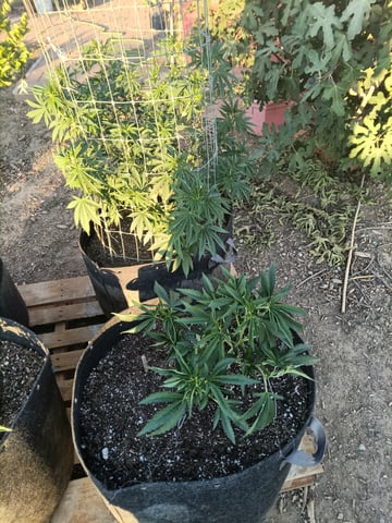 first 4 — vegetative, day 3