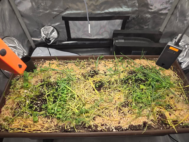 White rhino — seedling_rooting, day 1