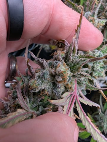 Control Plant — flower, day 115