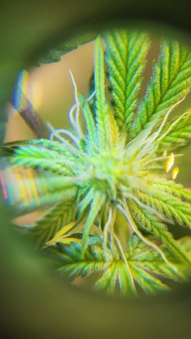 1st grow indoors(cardboard box to 2x2x4 to 5x5x6) — flower, day 99