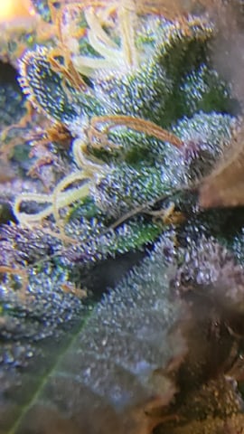 1st grow indoors(cardboard box to 2x2x4 to 5x5x6) — flower, day 138