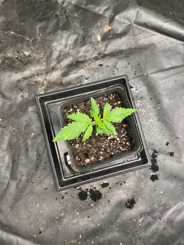 Blueberry — germination, day 18