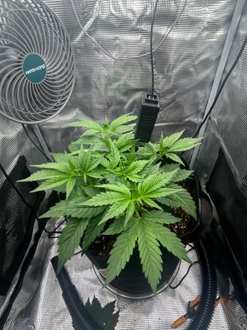sticking to basics second grow — flower, day 19