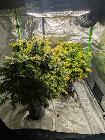 First Legal Grow — flower, day 127