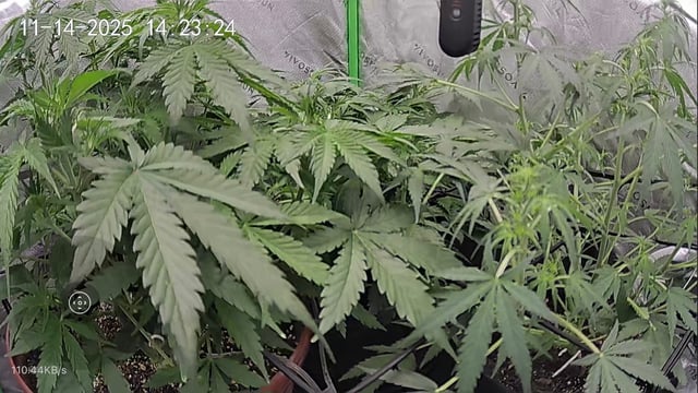 Bruce Banner (Auto) — flower, day 35