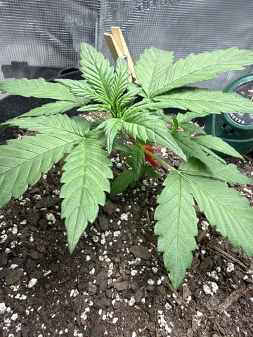 Gorilla Cookies 2nd Try — vegetative, day 29