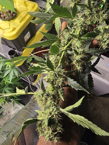 Glookies by Barneys Farm — harvest, day 98