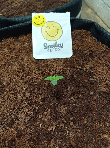 Strawberry Banana Auto  — seedling_rooting, day 11