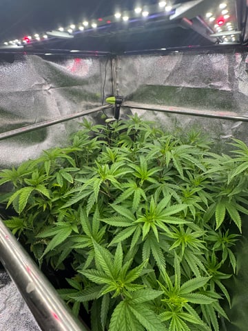 Mimosa x Orange Punch, Runtz Carlton, Gush Mints x Grape Cake Cream — vegetative, day 51