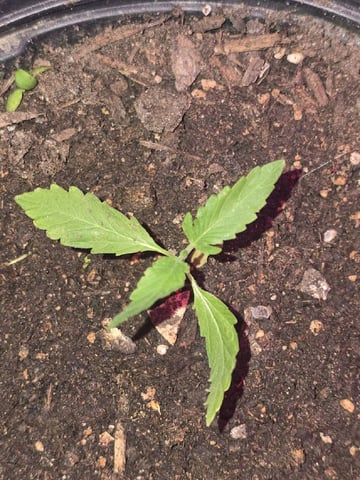 new start — seedling_rooting, day 11