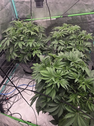 Relentless Genetics Trop Cherry S1