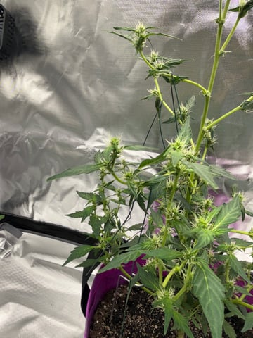 First Run — flower, day 92