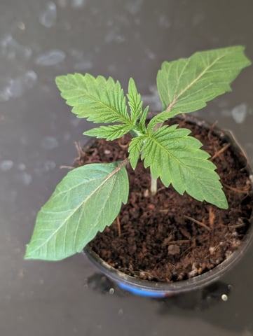 EG/SM/SG/CW — vegetative, day 14