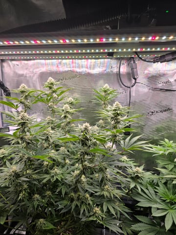 Northern lights #10 (Alaska) — flower, day 63