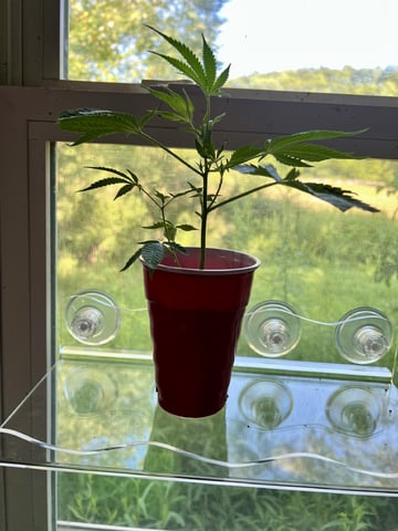 White Widow Auto — vegetative, day 22