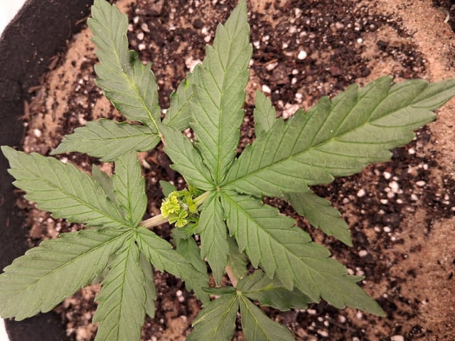 Seedman mix auto & seedman mix auto & GodFather OG — vegetative, day 35