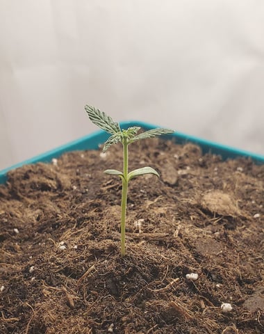 Plant 10A — seedling_rooting, day 1