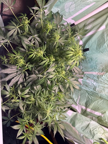 First grow — flower, day 71