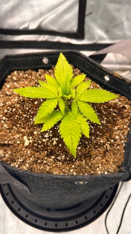 Autos: Banana Purple Punch (1)  & Guava Fig (2) — auto, day 18