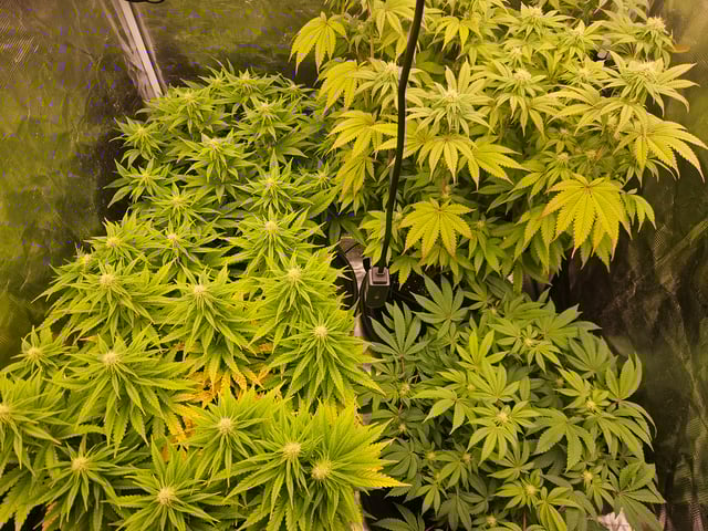 Double Trouble  — flower, day 69