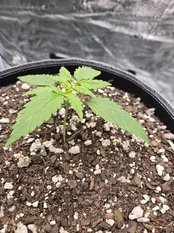StrawZ (autoflower) — vegetative, day 15