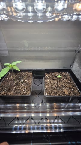 ethos genetics  — seedling_rooting, day 11