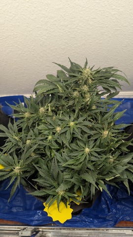 mephisto winter 2026 — flower, day 49