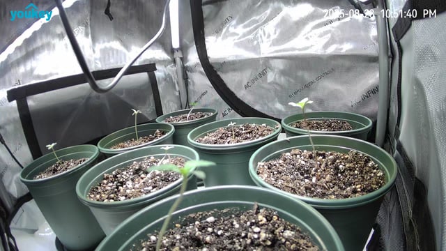 Homegrown - 🍒 🥧 & GSC Auto, 🚀 Seeds 🍌 Buttercups  — seedling_rooting, day 9