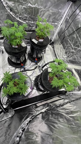 1st Ever Grow (Fat Bastard)(RDWC)  — vegetative, day 66