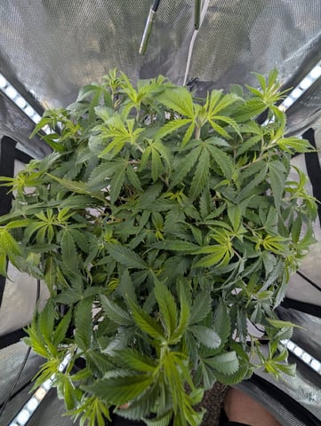 C99 CloneWars! — vegetative, day 36