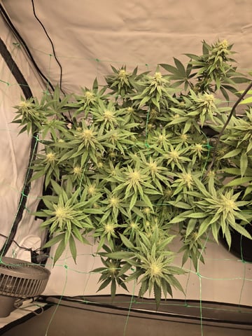 Zoap & Mimosa x OrangePunch — flower, day 99