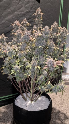 Perpetual Autoflower Mixed Grow #3 — flower, day 92