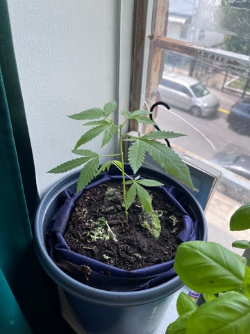 My Devine Conscious  — vegetative, day 51