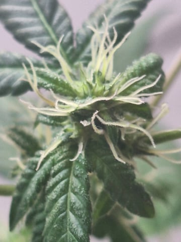 Armário  — flower, day 7