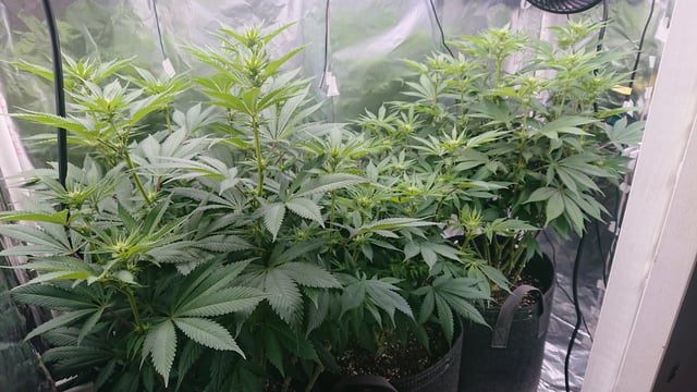 Closet grow  — vegetative, day 43