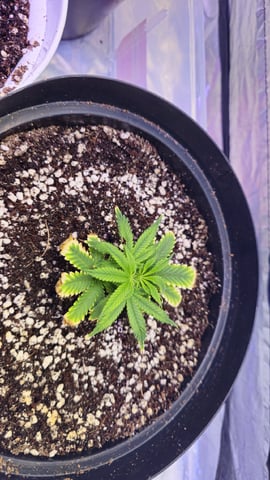 Amnesia Haze Run — vegetative, day 10