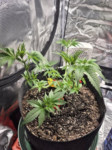 Grow 1 2026 Dream Widow — vegetative, day 47