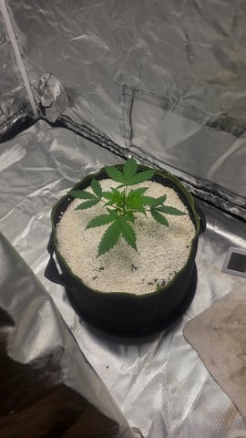 Beginner - My first grow has been an incredible experience so far! — vegetative, day 25