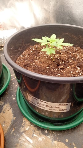 4 Different Kinds Of Autos  — vegetative, day 22