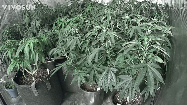 outdoor start/indoor 2025 — vegetative, day 106