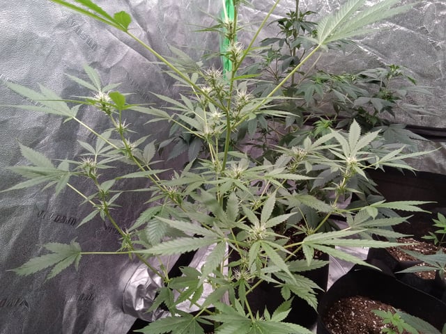 Blackberry Moonrocks Auto & Purple Tropicana Cookies Auto — flower, day 44