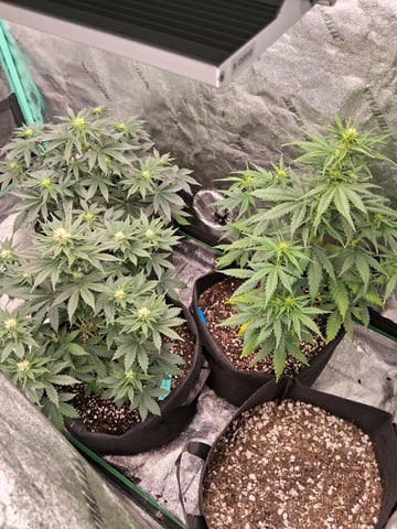 Lemon Cherry Cookies, Purple Haze and Strawberry Gorilla Grows — flower, day 67