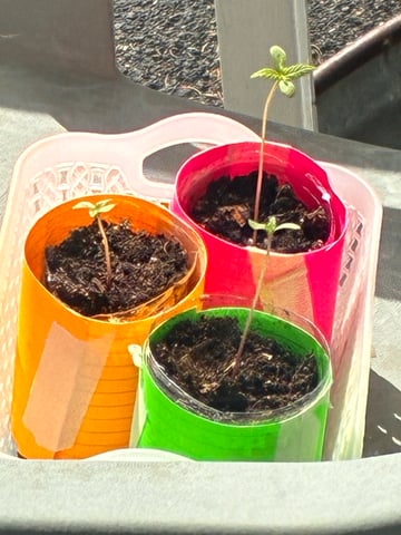 My First Grow — germination, day 12