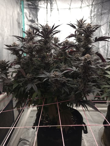Granny Candy and PLCG — flower, day 133